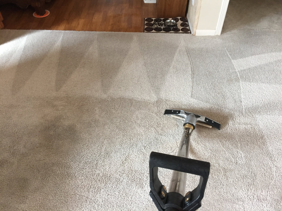 carpet odor removal service near me